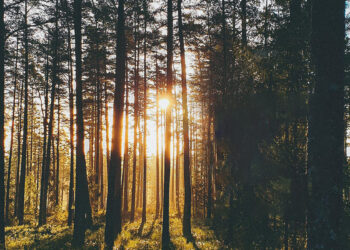 Il nostro impegno per l’ambiente