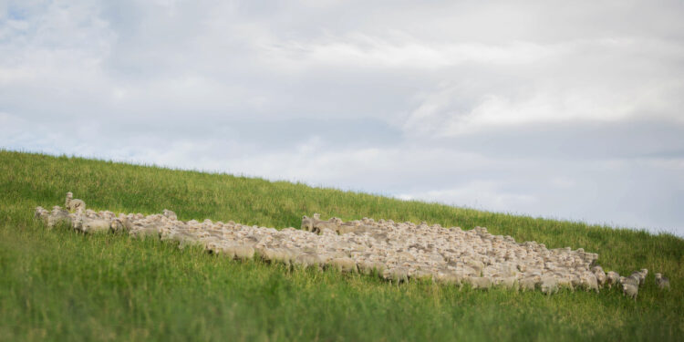 ZQRX Sheep grazing healthy green pastures
