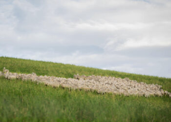 ZQRX Sheep grazing healthy green pastures