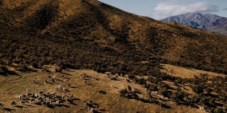 ZQRX Mt Nicholas Station - Lake Wakatipu